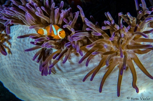 Beautiful colors surround this Spinecheek Anemonefish in ... by Norm Vexler 